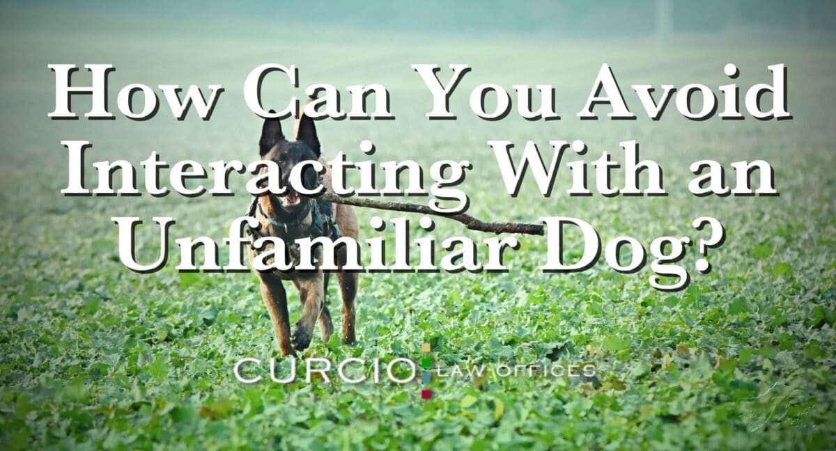Avoid Interacting With an Unfamiliar Dog