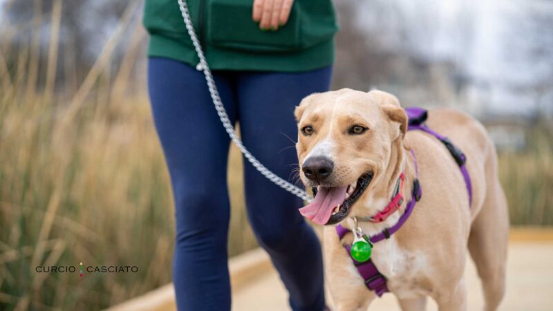 how bad does a dog bite have to be to sue in chicago