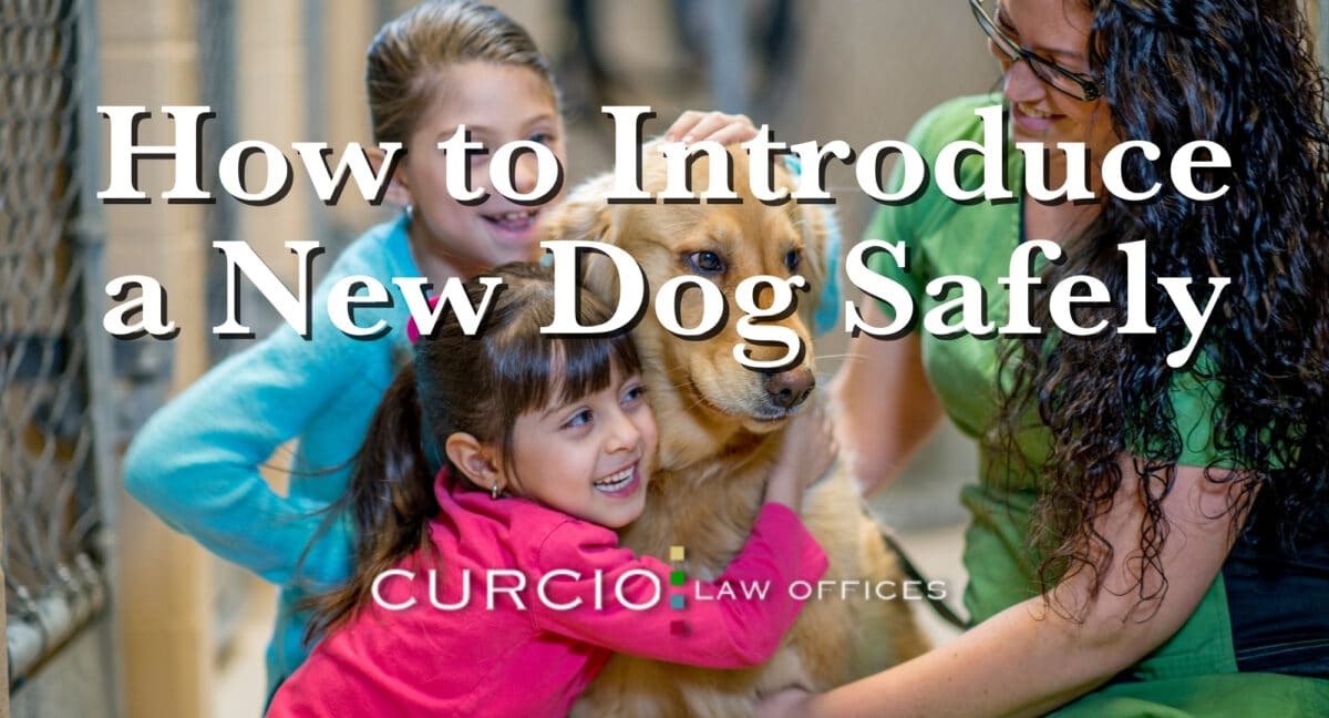 how to introduce a new dog