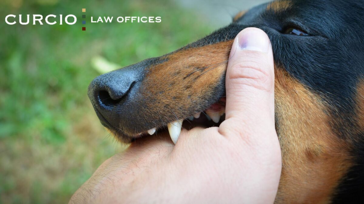 chicago dog bite lawyer